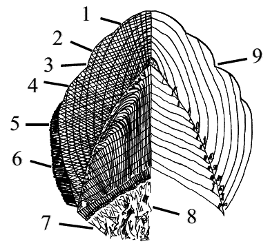 Стоматология собак - pic27.png