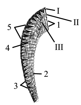 Стоматология собак - pic28.png