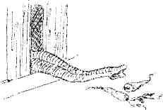 Записки орангутолога - img_16.jpeg