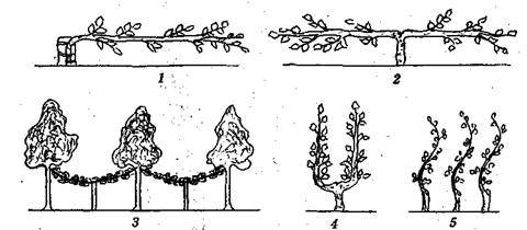 Справочник современного ландшафтного дизайнера - i_049.jpg