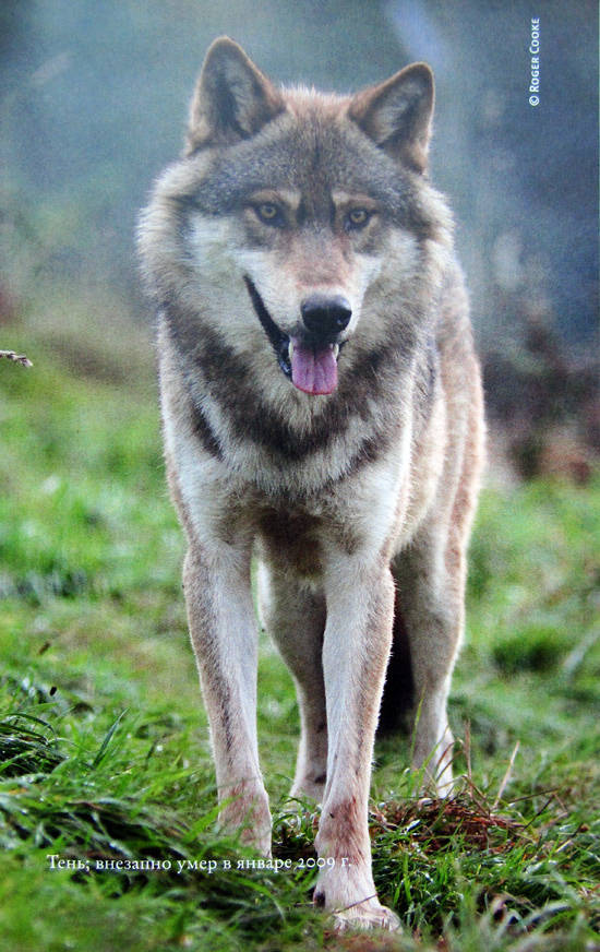 Свой среди волков - IMG_8454.jpg