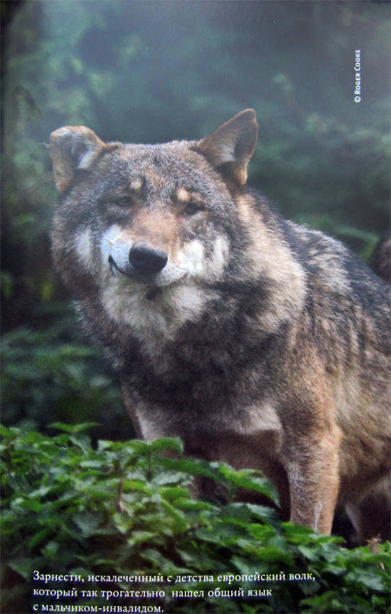 Свой среди волков - IMG_8458.jpg