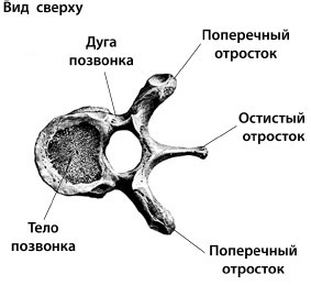 Лечим спину от остеохондроза - i_001.jpg