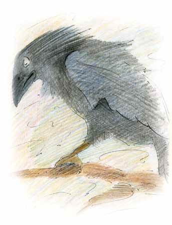 Старый ворон - i_002.jpg