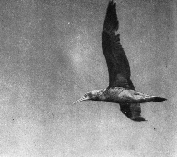 Атлантический рейс - pic_65.jpg