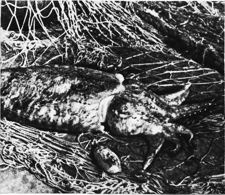 Карибский сувенир - i_025.jpg