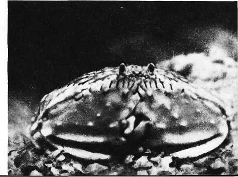 Карибский сувенир - i_028.jpg