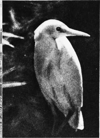 Карибский сувенир - i_032.jpg