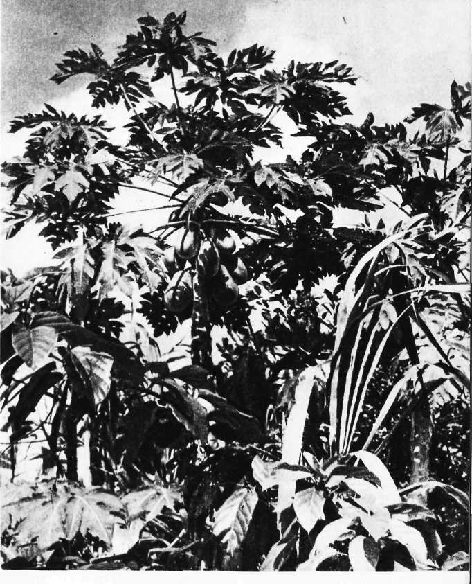 Карибский сувенир - i_033.jpg