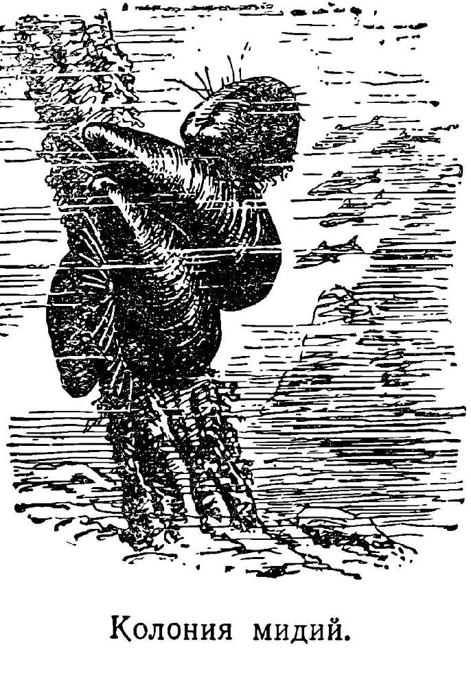 Моря нашей Родины - _35.jpg