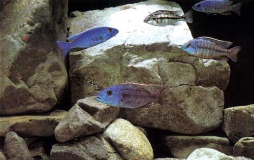 Аквариумистика. Это должен знать каждый - _2.jpg