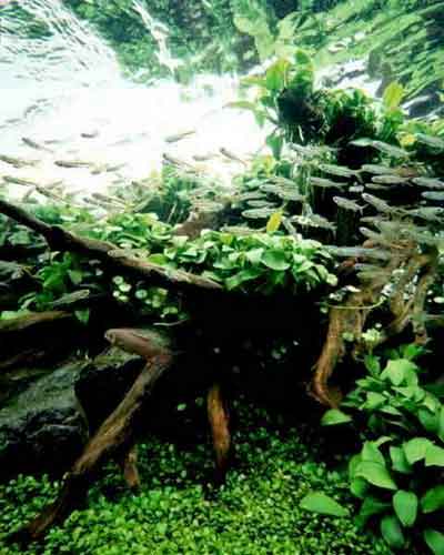 Аквариумистика. Это должен знать каждый - _42.jpg