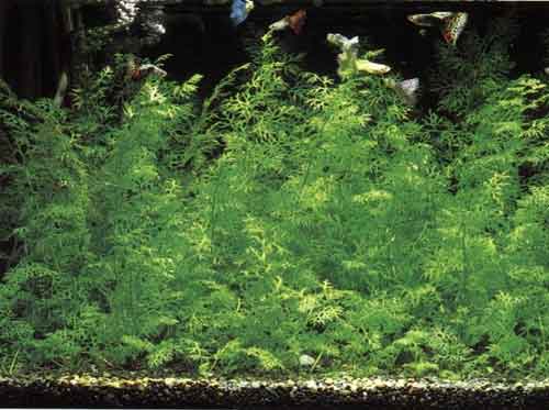 Аквариумистика. Это должен знать каждый - _51.jpg