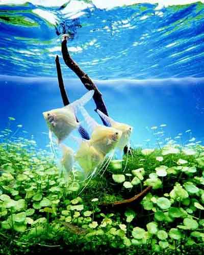 Аквариумистика. Это должен знать каждый - _6.jpg