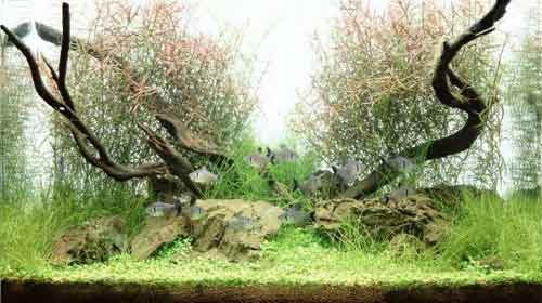 Аквариумистика. Это должен знать каждый - _7.jpg