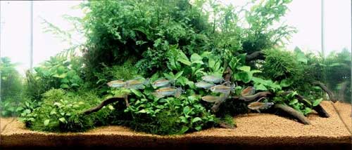 Аквариумистика. Это должен знать каждый - _8.jpg