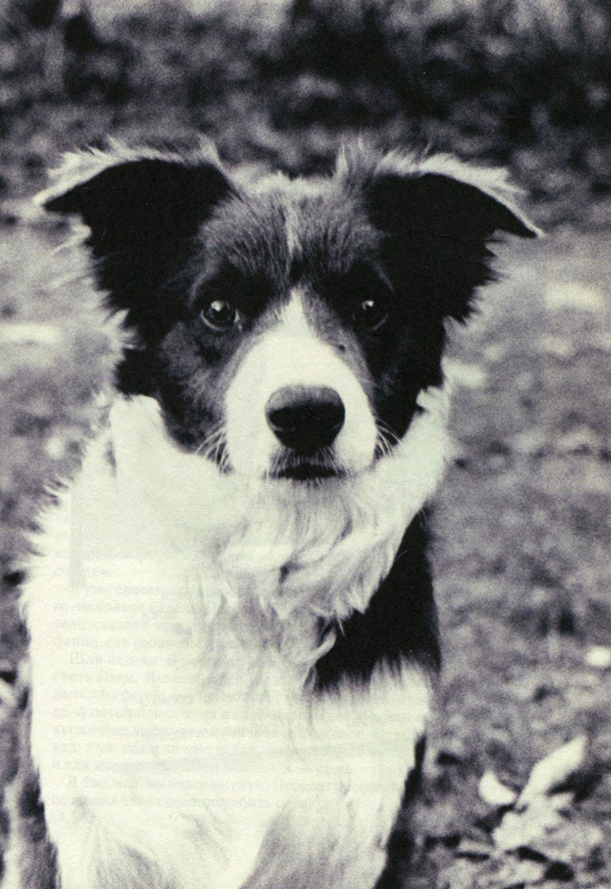 Год собаки - i_002.jpg