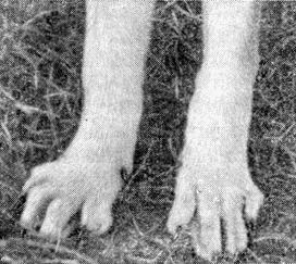 Болезни собак  - i_032.jpg