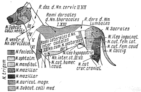 Болезни собак  - i_036.png