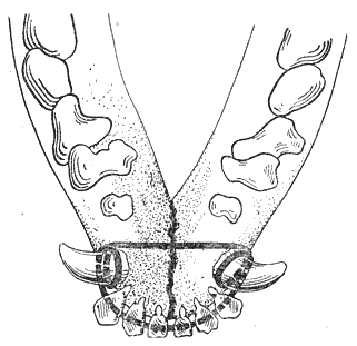 Болезни собак  - i_075.png