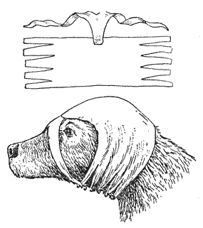 Болезни собак  - i_088.png