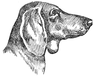 Болезни собак  - i_089.png