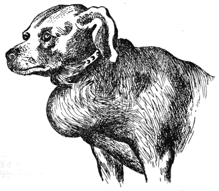 Болезни собак  - i_090.png