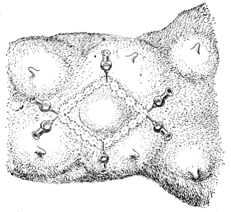 Болезни собак  - i_097.png