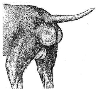 Болезни собак  - i_099.png