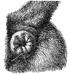 Болезни собак  - i_100.png