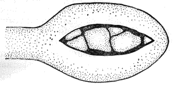 Болезни собак  - i_103.png