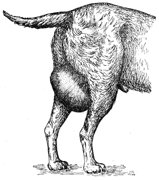 Болезни собак - i_109.png