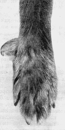 Болезни собак - i_110.jpg