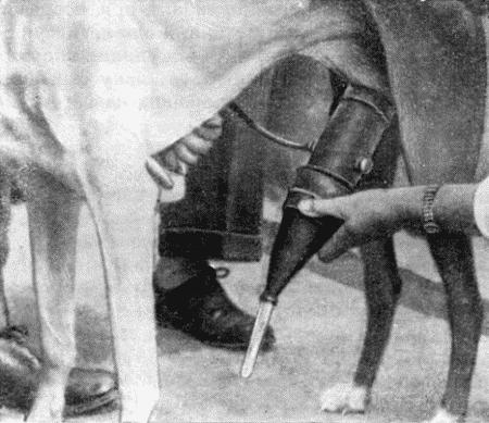 Болезни собак - i_120.jpg