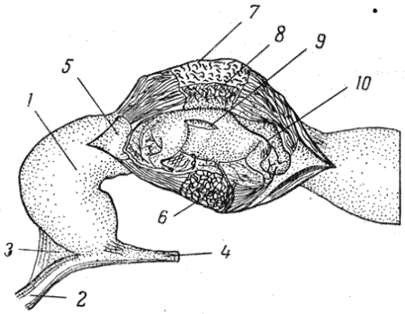 Болезни собак - i_126.png