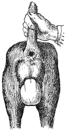 Болезни собак - i_133.png