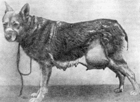 Болезни собак - i_135.jpg