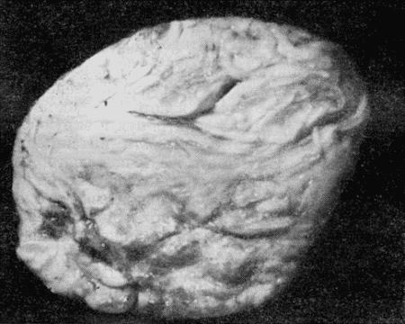 Болезни собак  - i_151.jpg