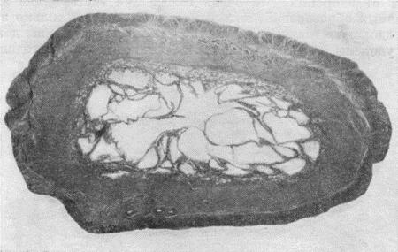 Болезни собак  - i_153.jpg