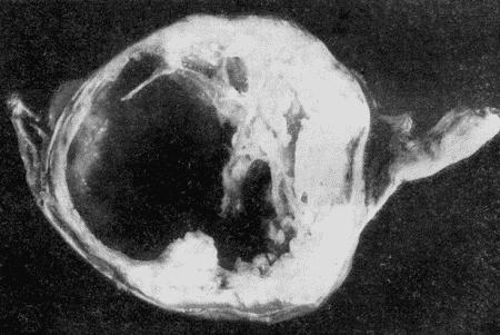 Болезни собак  - i_160.jpg