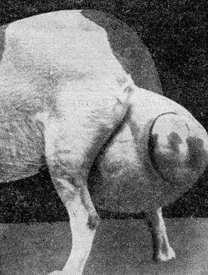 Болезни собак  - i_163.jpg