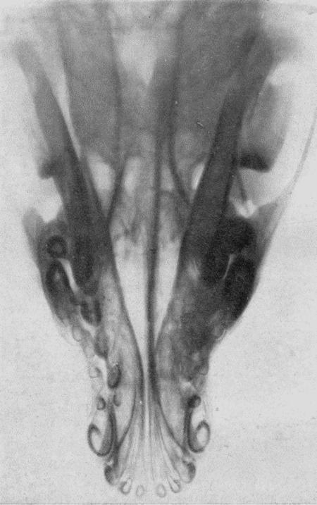 Болезни собак  - i_167.jpg