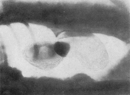 Болезни собак  - i_170.jpg