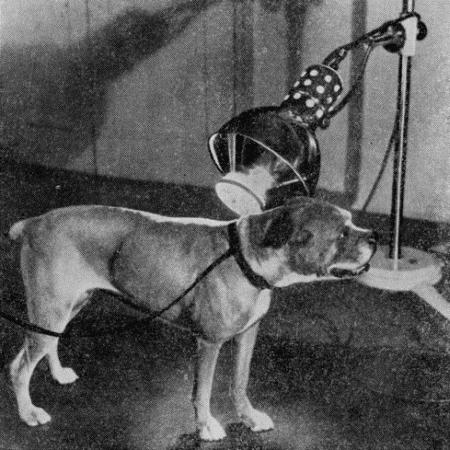 Болезни собак  - i_177.jpg