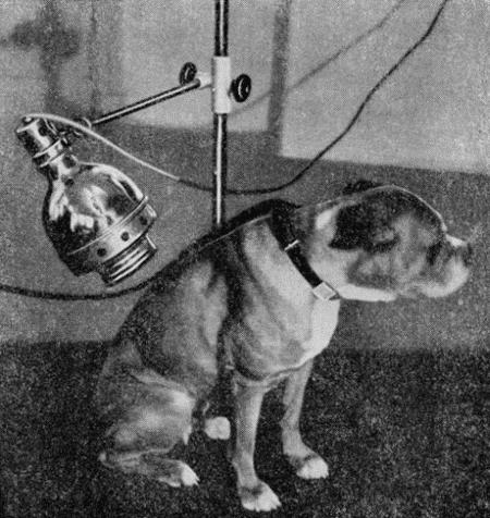 Болезни собак  - i_178.jpg