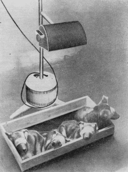 Болезни собак  - i_182.jpg