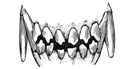 Болезни собак  - i_231.png