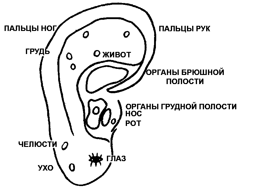 Путь в страну здоровья - uho.png