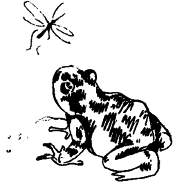 Энциклопедия животных - i_010.png