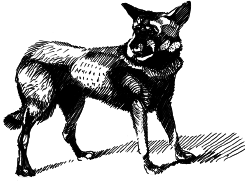 Энциклопедия животных - i_019.png